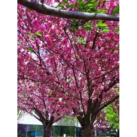 Kwanzan Cherry Tree in a 2.5 in pot