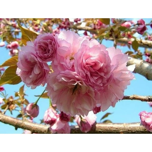 Kwanzan Flowering Cherry Tree Live Plant 7-12" Tall in 2.5" Pot- Kwanzan Cherry Tree- Double Pink Flowers Plant- Ornamental Tree- Fragrant Flower Plant- Outdoor Garden