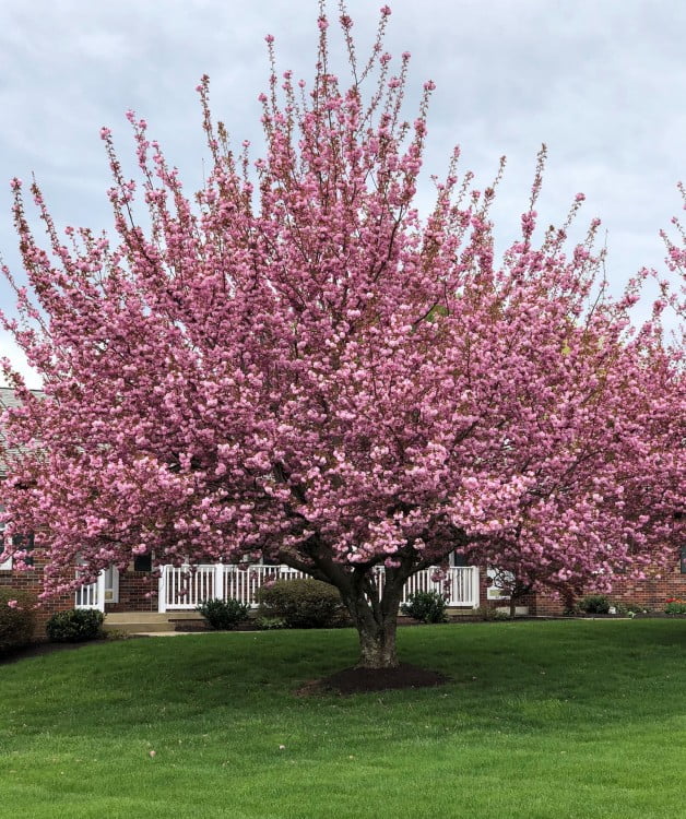 Kwanzan Ornamental Flowering Cherry Tree - Live Plant - ( 1 QT ...