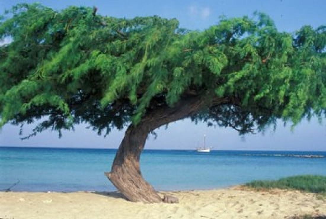 Kwihi Tree Aruba Caribbean Canvas Art - Robin Hill DanitaDelimont (27 x 18)