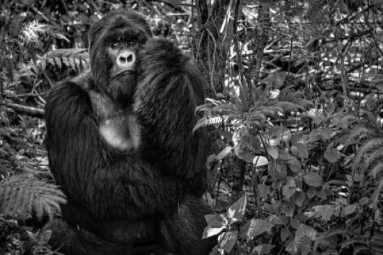 Kwitonda Silverback Canvas Art - Karen Lunney (12 x 18)