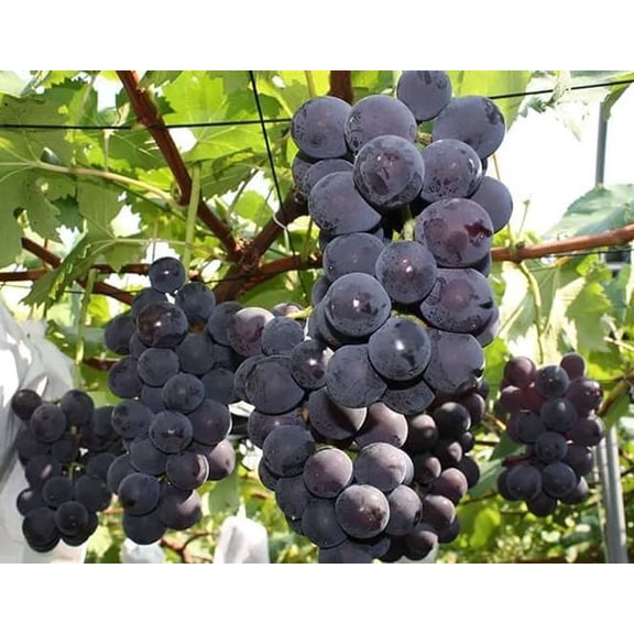 Kyoho Grape Vines Live Plants, Giant Grape Plants Live for Planting, Large-Sized, Blue Purple Berries Vine, Rare Grapevine Tree 18-28" Tall