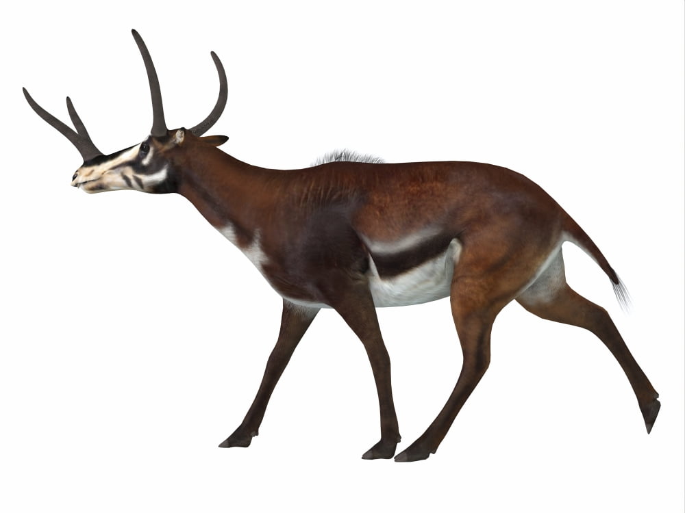 Kyptoceras on white background Canvas Art - Corey FordStocktrek Images (16 x 12)