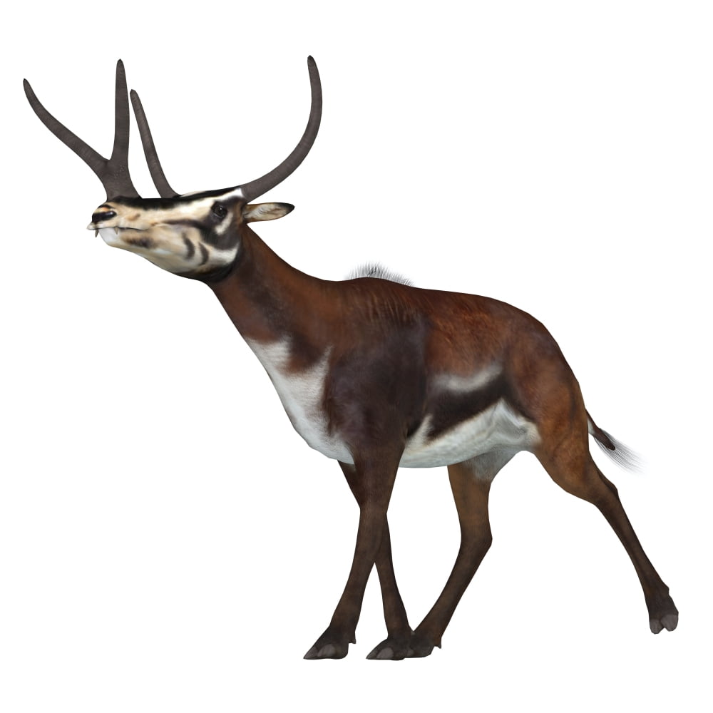 Kyptoceras on white background Canvas Art - Corey FordStocktrek Images (28 x 28)