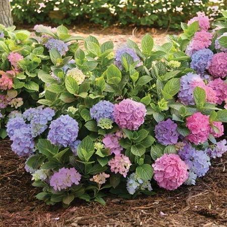 L.A. Dreamin'® Hydrangea - Live Plant ( 1 QT ) - Shade Plant - Cold Hardy