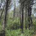 thumbnail image 1 of L.A. - Evergreen Oak - Music & Performance - Vinyl, 1 of 1