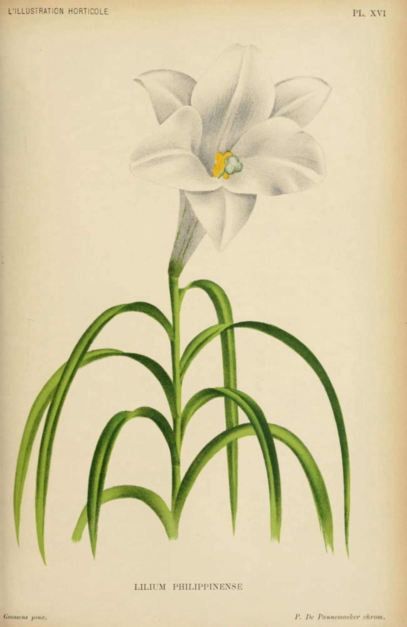 L Illustration Horticole 1854-1885 Lilium Philippinense Canvas Art - A Goossens (24 x 36)