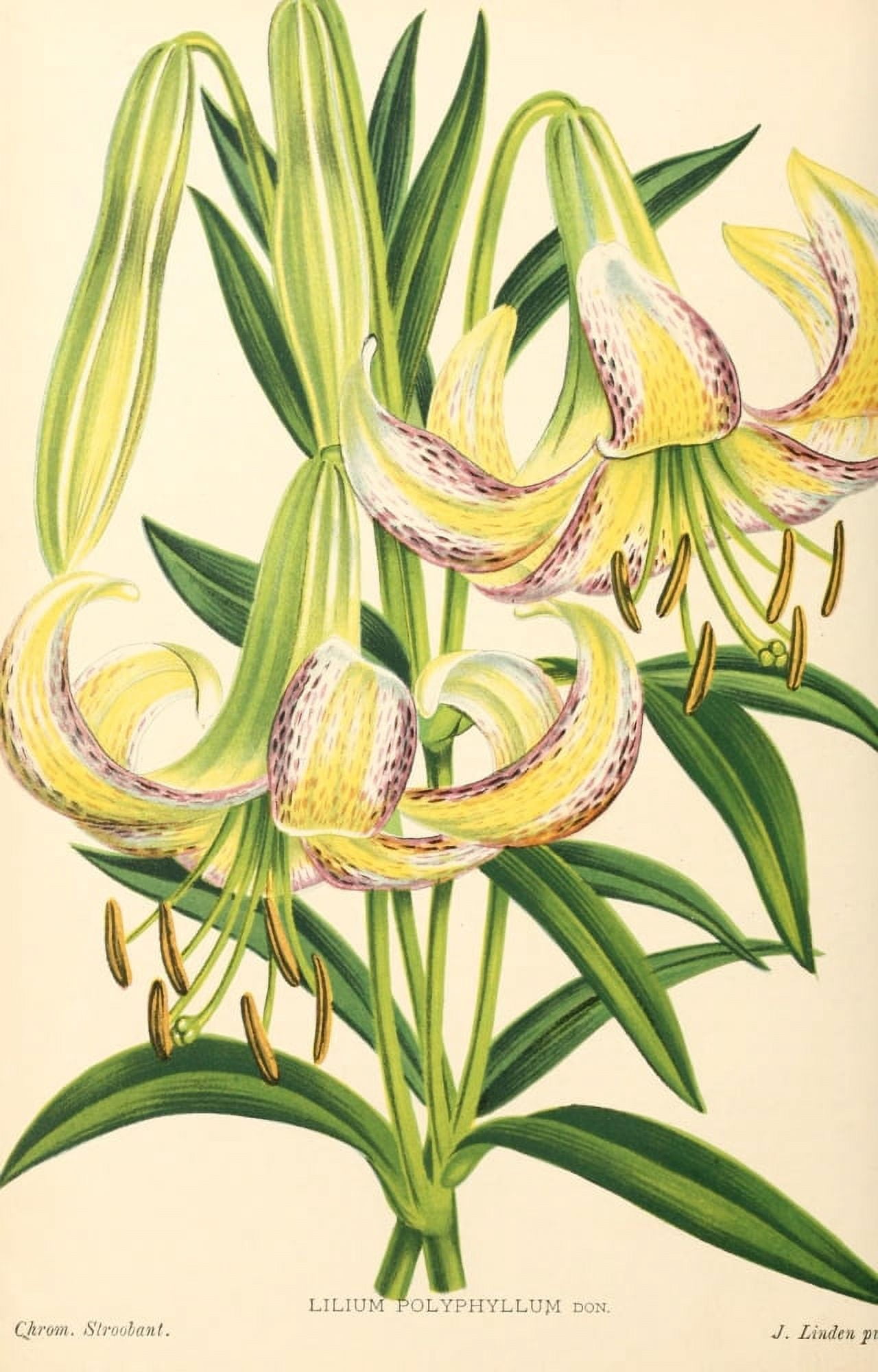 L Illustration Horticole 1854-1885 Lilium Polyphyllum Canvas Art - Louis-Constantin Stroobant (24 x 36)
