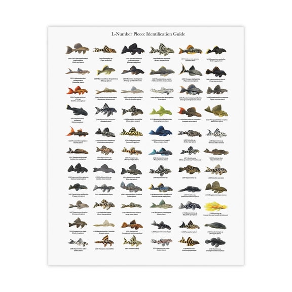 L Number Pleco Identification Chart Poster, Unframed Paper Poster 8x10in
