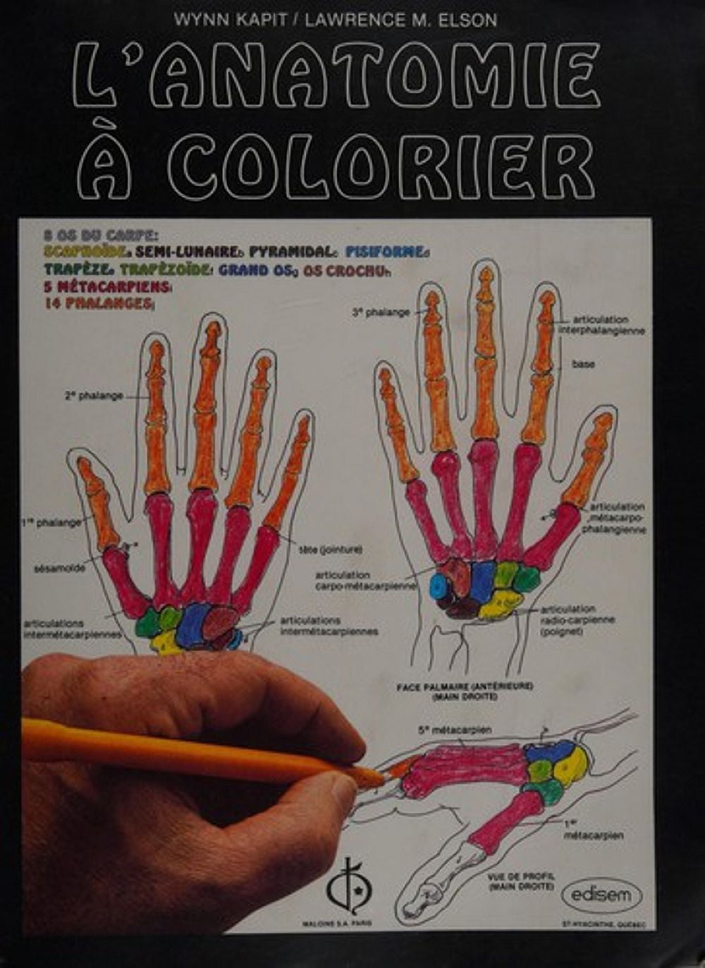 Pre-Owned L'anatomie Ã colorier (Other) 9782891300735 - Walmart.com