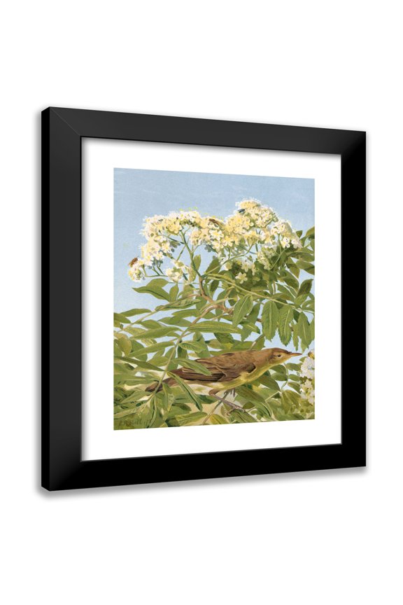 Léo-Paul Robert 12x14 Black Modern Framed Museum Art Print Titled - Polyglot Hypolais (1878)