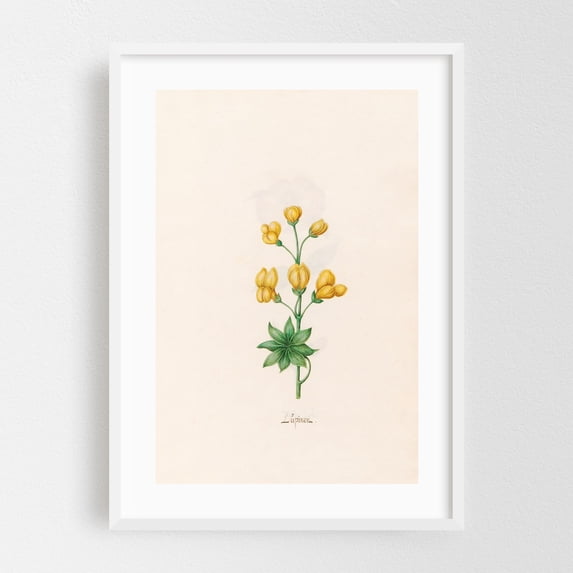 Lüpinen (1692) - Illustration Botanical Floral Flowers Nature ...