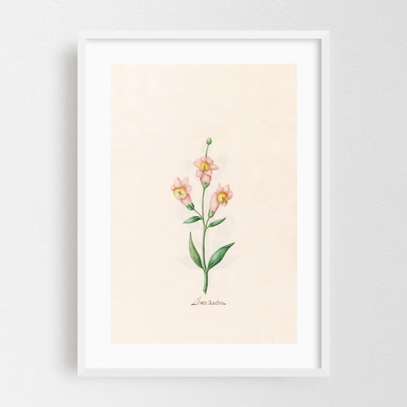 Löwen rachen (1692) - Illustration Botanical Floral Flowers Vintage ...