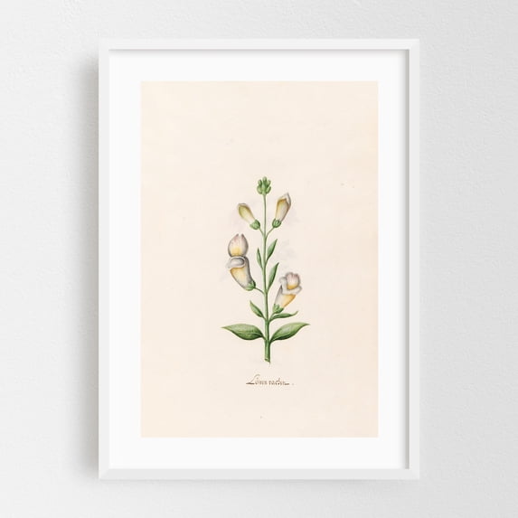 Löwen rachen (1692) - Illustration Botanical Floral Vintage Sketch ...