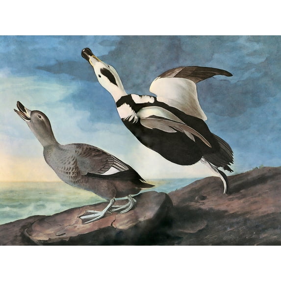 LABRADOR DUCK Audubon - CANVAS or PRINT WALL ART
