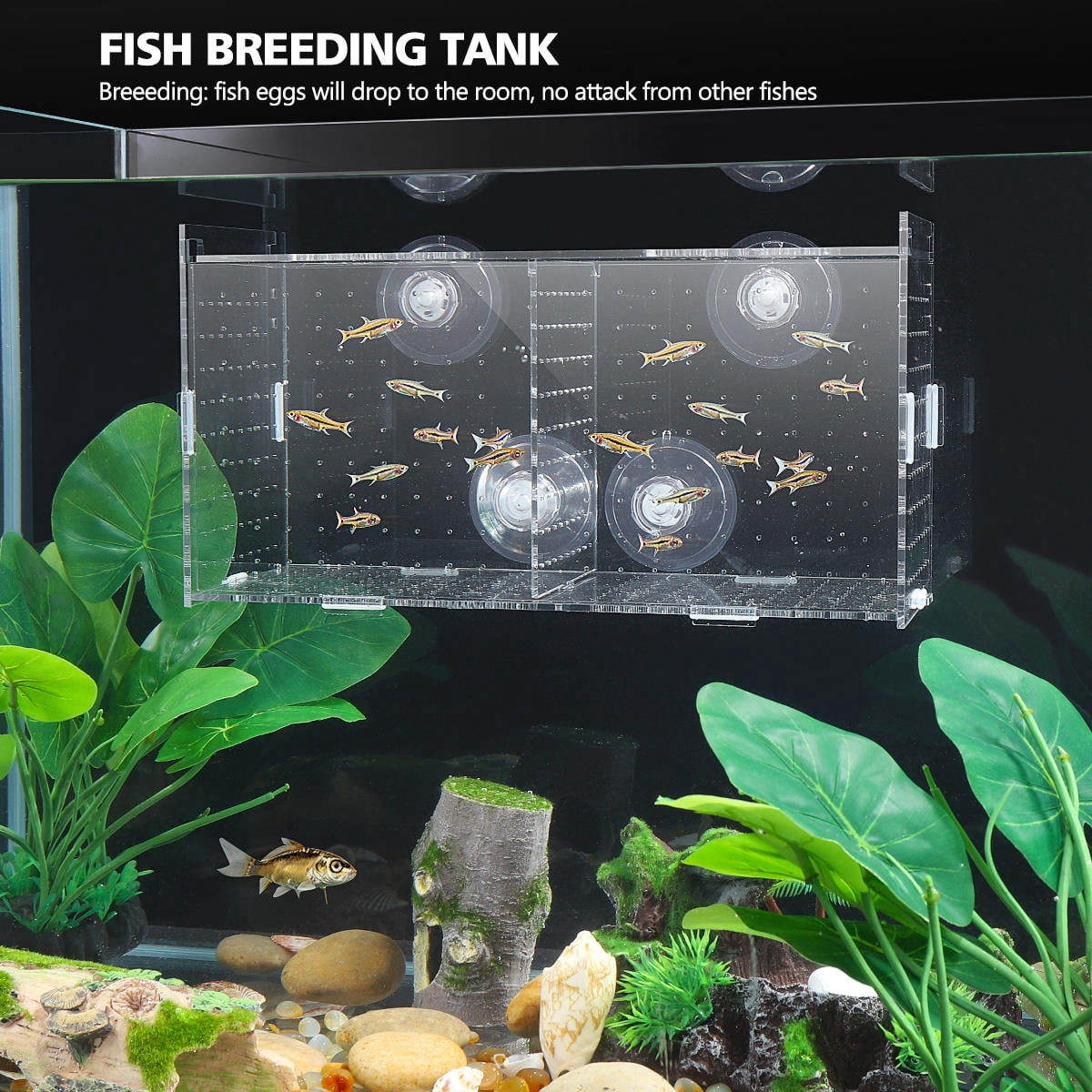 LABSERRON Fish Breeding Tank 11.8X7.9X6.1In Acrylic Material Hatching ...