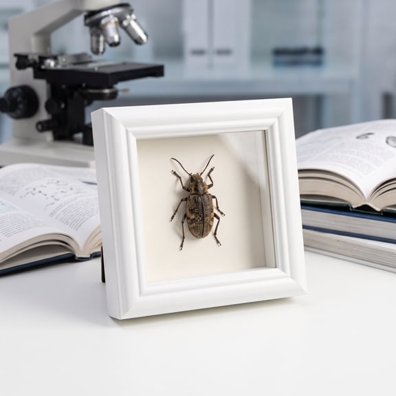 LABSERRON White Insect Specimen Display Frame Clear Visibility for Home Use