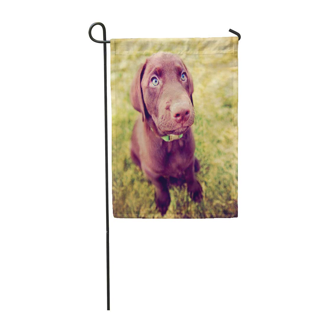 LADDKE Blue Cute Chocolate Lab Puppy Sitting in The Grass Garden Flag Decorative Flag House Banner 28x40 inch - image 1 of 2
