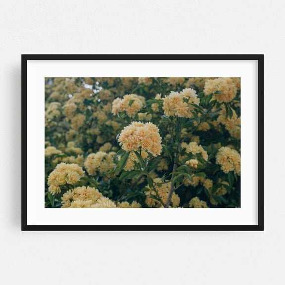 LADY BANKS CLIMBING ROSE - Photography Flowers Botanical Floral Nature Scenic Summer Black Framed Wall Art Print 16 x 24 inches