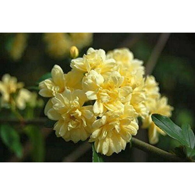 LADY BANKS Old Garden Own Root Heirloom Climbing Rose Bush Plant Yellow ...