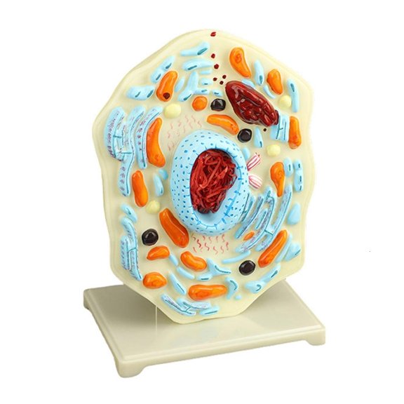 LAIQIEN Animal Cell Model Biology Science Model Cell Anatomy Model Nucleus for Study
