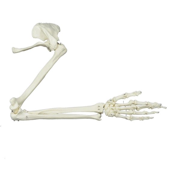 LAIQIEN Arm Model Medicals Anatomical Model Human Skeleton Arm Skeletons Study Arm Model