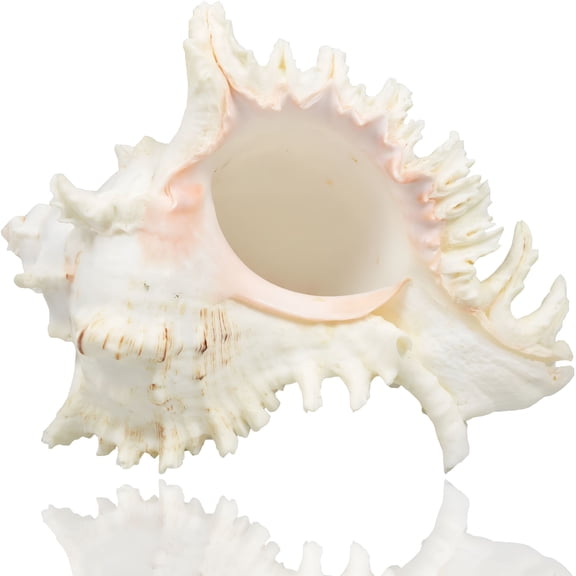 LAMIRO Large Natural Sea Shells,Giant Ocean Conch 7-8 Inches Giant Shells Perfect Home Decoration