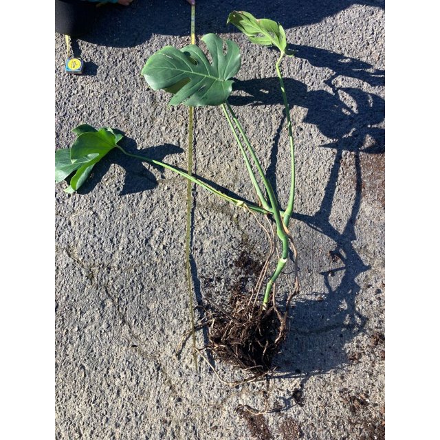 LARGE 4' Monstera Deliciosa, Tropical Live Plant, Swiss Cheese Plant