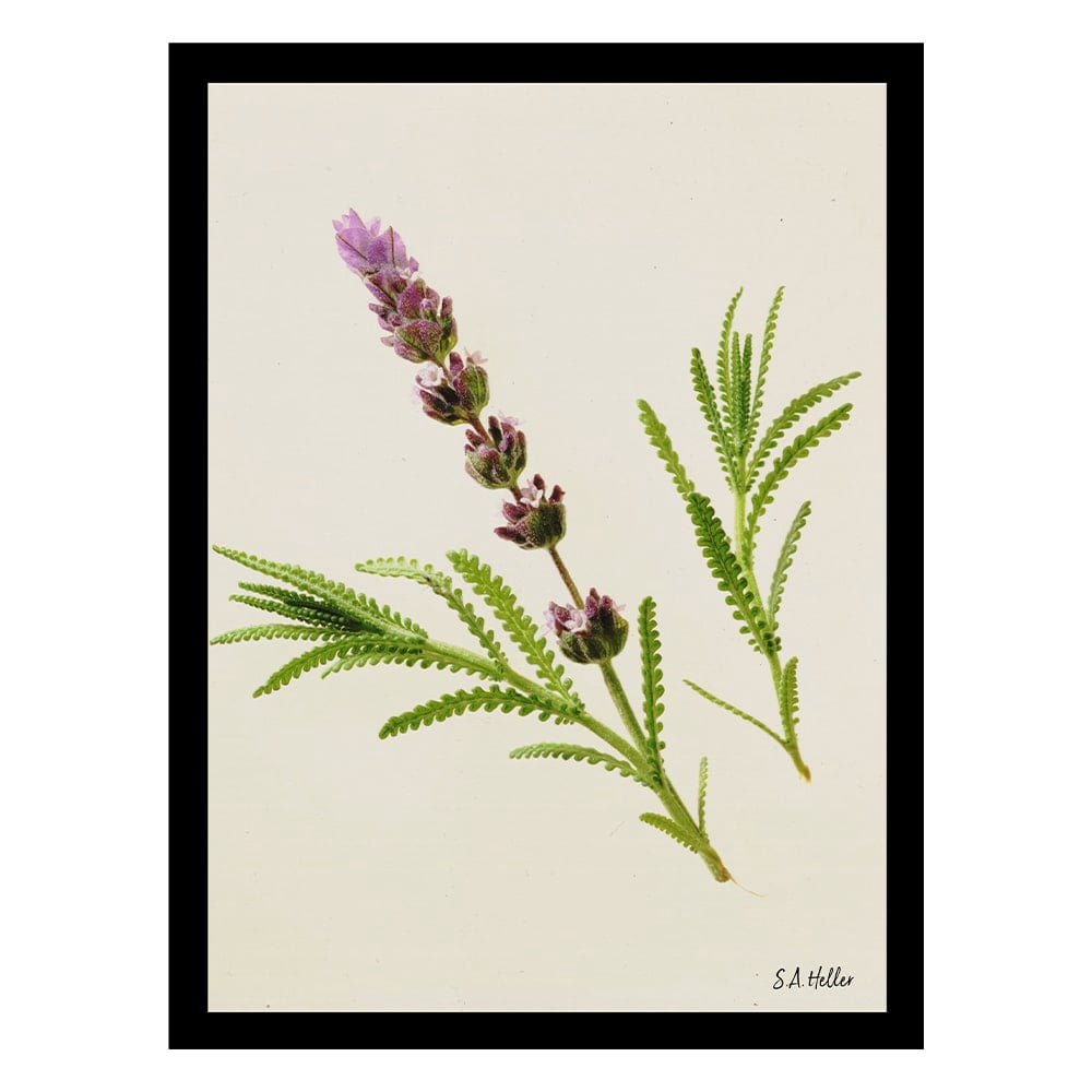 LAVENDER GLORY Framed Printed Photograph