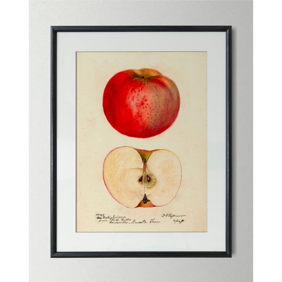 LAVIE Vintage poster apple retro illustration vintage print fruit kitchen wall decoration country house antique wall art wall decoration glossary gift idea No Frame