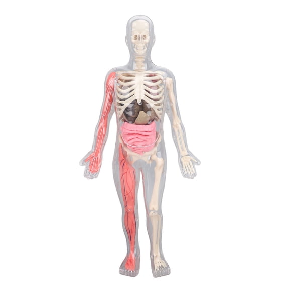 LAZIOEGR Human Body Model for Kids, 11-Inch Anatomy Skeleton Figure with Removable Organs, Glow in The Dark STEM Educational Science Kit for Students (12.6 inches / 32 cm)