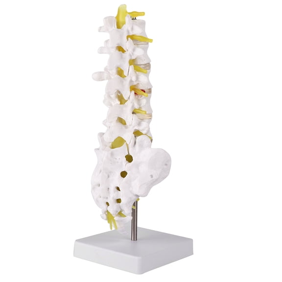 LAZIOEGR Human Lumbar Vertebral Spine Model for Anatomy Education, Life-Size 3D Vertebrae Structure Teaching Tool, Includes Realistic Lumbar Nerve and Base (12.6 inches / 32 cm)