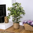 thumbnail image 1 of LCG Florals Artificial Tree, Ficus Tree, 4 ft, Woven Rattan Handled Basket, 1 of 7