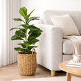 thumbnail image 1 of Artificial Plant, 2.5 ft Artificial Fig Plant in Handwoven Basket by LCG Florals, Faux Designer Fake Indoor Plant for Living Room, Office, and Home Décor, 1 of 10