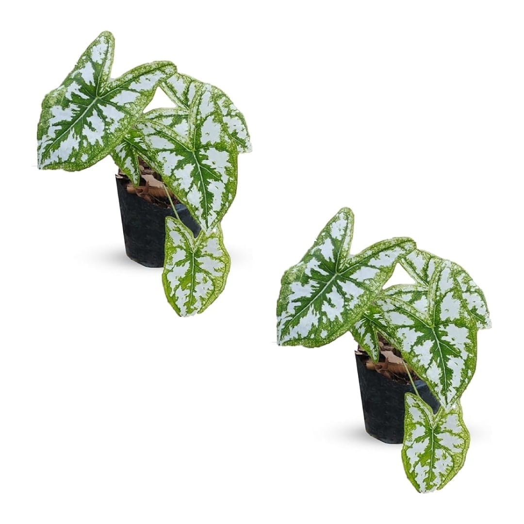 LEAL PLANTS ECUADOR 20 cm Green \u0026 White Caladium Humboldtii Live Plant, Low-Maintenance