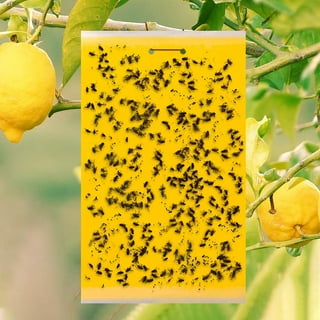Fungus Gnat Sticky Traps for Plants 40pk with Ties. Gnat Traps for House  Indoor Plants Yellow Sticky Traps for Gnats. Fruit Fly Traps Fungus Gnat