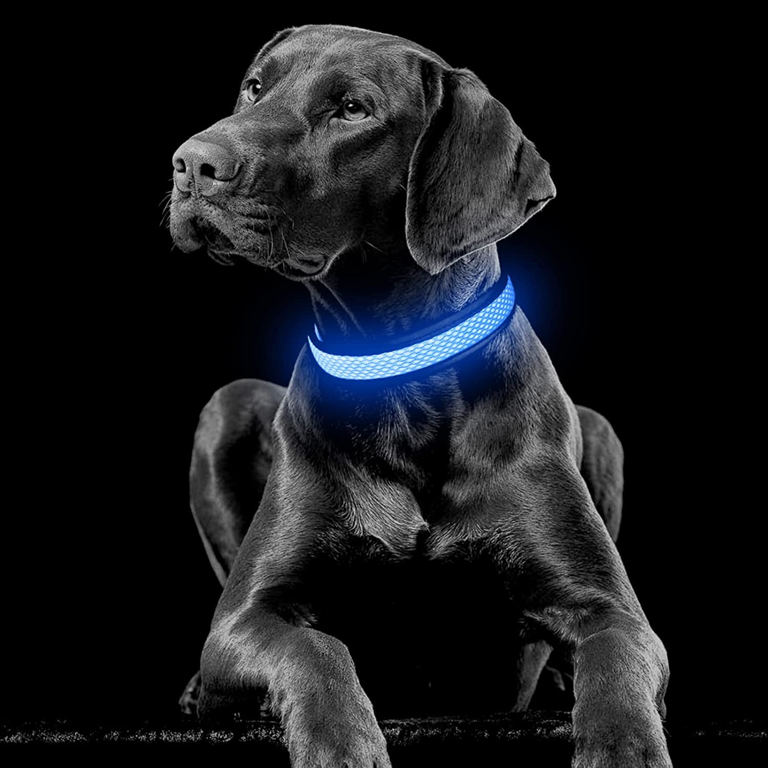 LED Dog Collar Rechargeable Waterproof Comfort Light Up Pet Collars , Mesh Adjustable Glow in