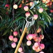LEORX 10Pcs U-Shaped Metal Tree Support Fork Head for Fruit Trees Garden Use 3.9x2.4in