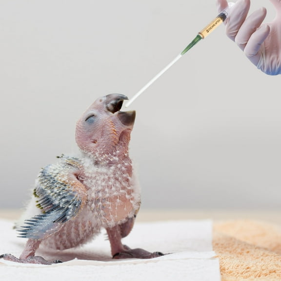 LEORX 3Pcs Food Grade Hose Bird Feeding Accessory With Superior Tensile Strength 8.50X0.70X0.70Cm