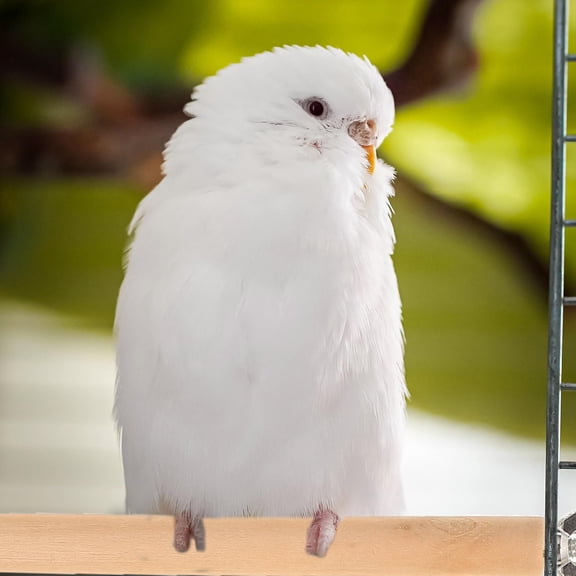 LEORX 6 Pcs Parrot Toys Bird Claw Sticks Bird Play Area 12x1.6CM Khaki