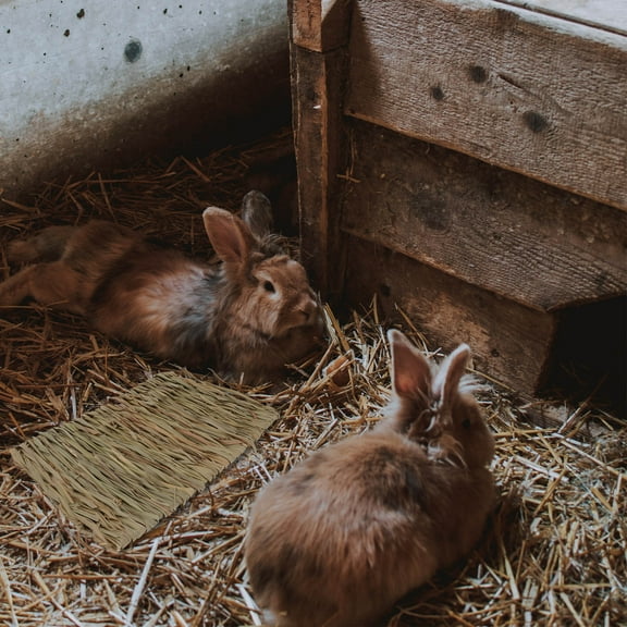 LEORX 2Pcs Rat Bedding Small Animal Bed Straw Random Color Pet Cushion