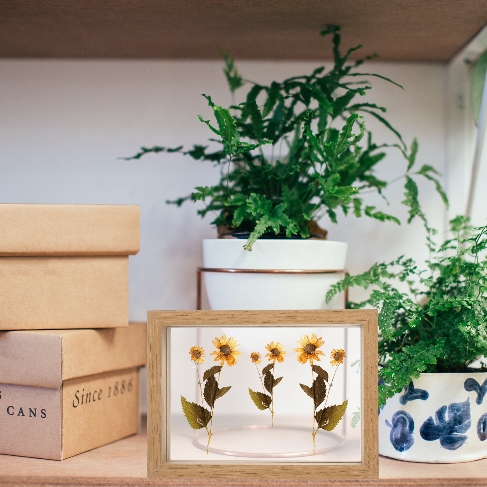 HEMOTON Glass Picture Frame Double Sided Photo Frame for Flower Plants ...