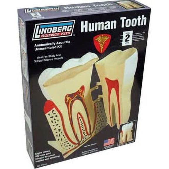 LINDBERG Human Tooth Model Kit Science Kit Skill Level 2