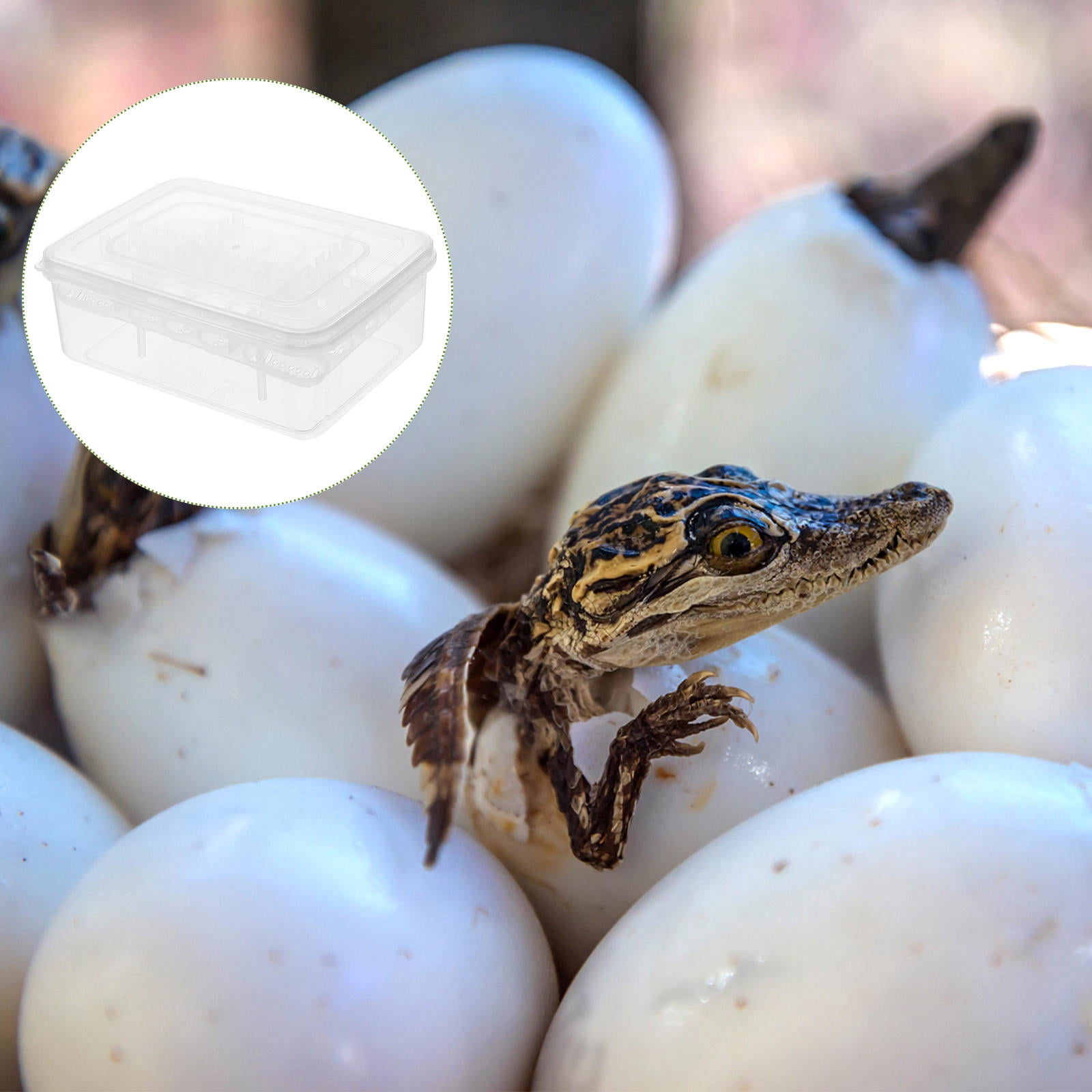 LITINKIMI 2Pcs Reptile Egg Incubator for Reptile Egg Incubation Box ...