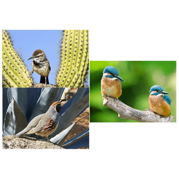 LITTLE BIRDS - 3D Lenticular Postcard Greeting Cards - Kingfishers,Cactus Wren and Gambel's Quail