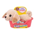 thumbnail interactive-video image 1 of Little Live Pets My Really Real Puppy Minis Buddy the Retriever Interactive Puppy with 20+ Sounds & Reactions Ages 5+, 1 of 11