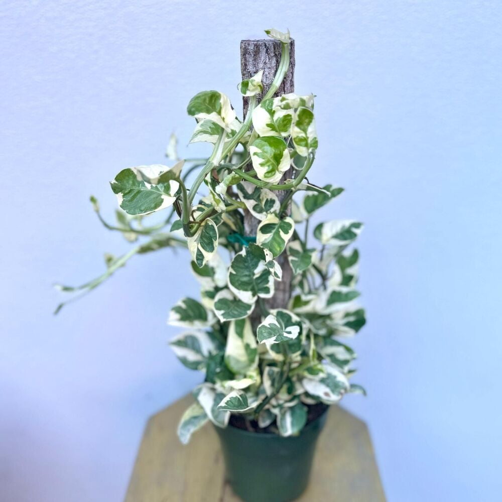 LIVE 6 inch pot Pearls 'n Jade Pothos Totem trailing variegated