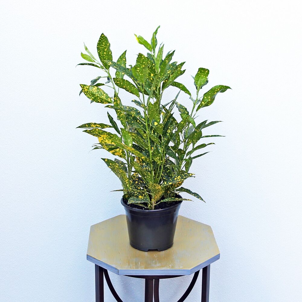 LIVE Croton Gold Dust, Variegated plant, Indoor houseplant in 6