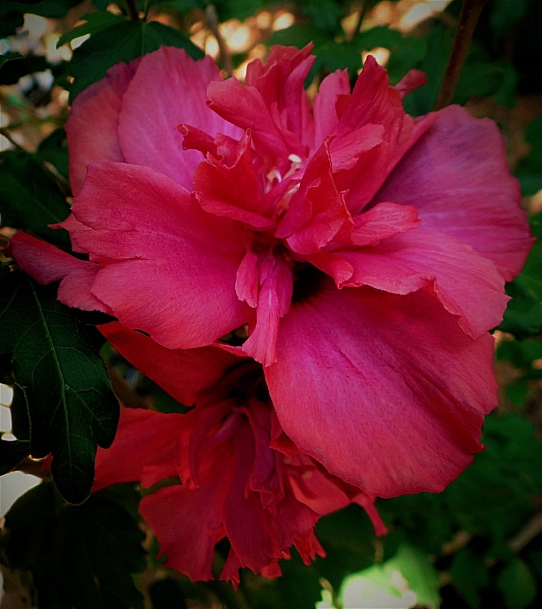 live-plants-double-red-althea-rose-of-sharon-hibiscus-flowers-1-2-to1