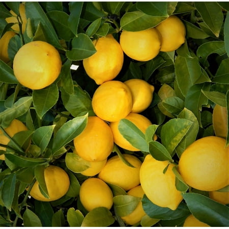 LIVE PLANTS LEMON TREES 3"- 6" EDIBLE CITRUS FRUIT LANDSCAPING STARTER SEEDLING